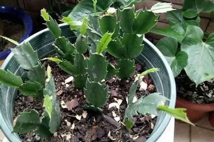 秋季给果树施底肥的时候,用复合肥好些还是用复混肥好一点？