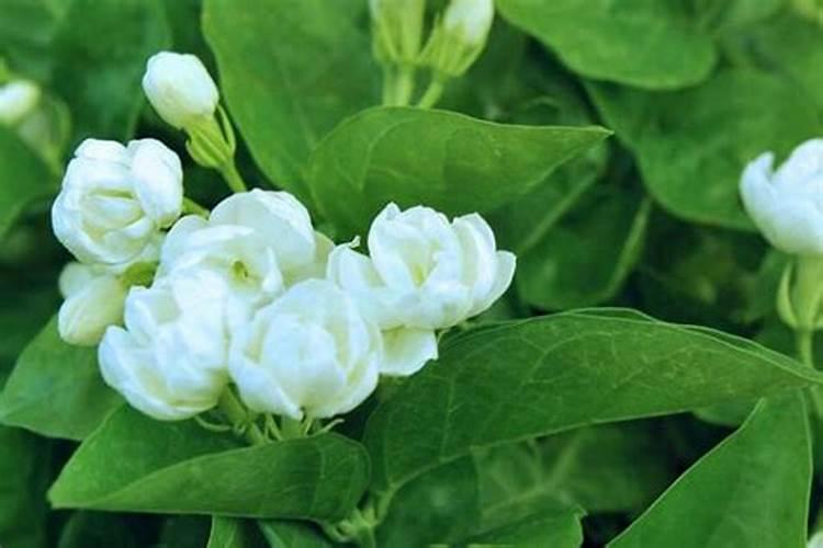 茉莉花怎么才能让叶子又大有好？