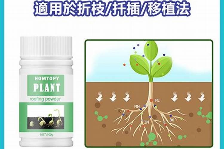 生根粉浇多了会烧根吗 生根粉会不会烧根