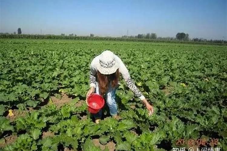 种植小白菜追肥的时候,用哪种肥料最好？