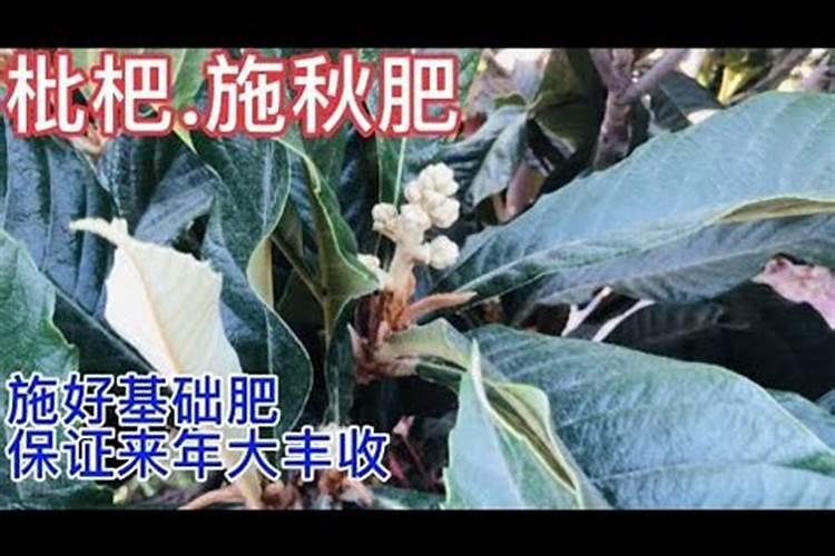 油茶树一年要打几次农药