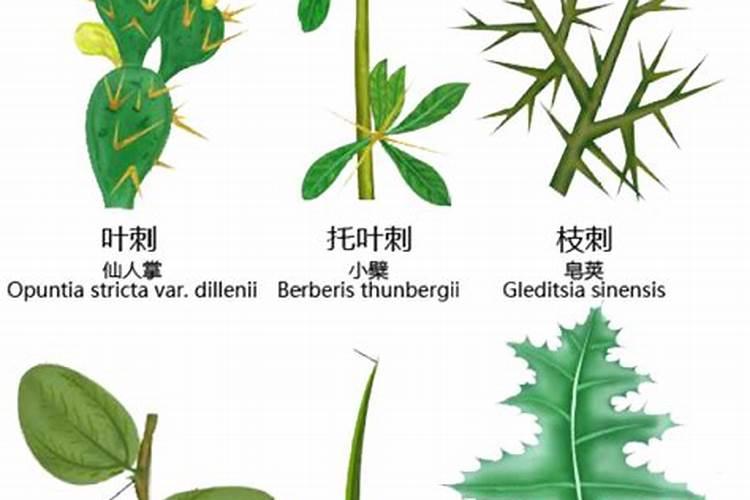 磷肥怎样使用才是正确 磷肥的使用方式