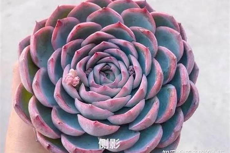 草莓磷肥什么时候用？磷肥施用过量该怎么补救？