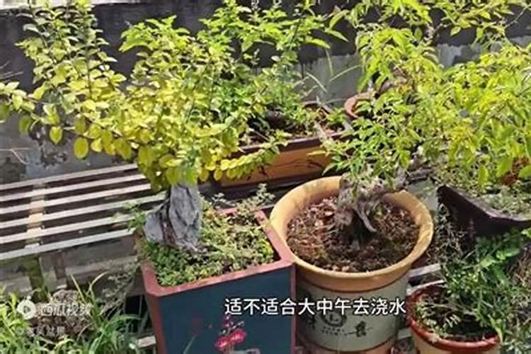 多少温度不能施肥