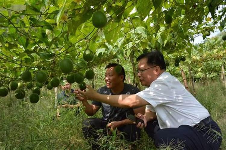 罗汉松可以用二胺吗？