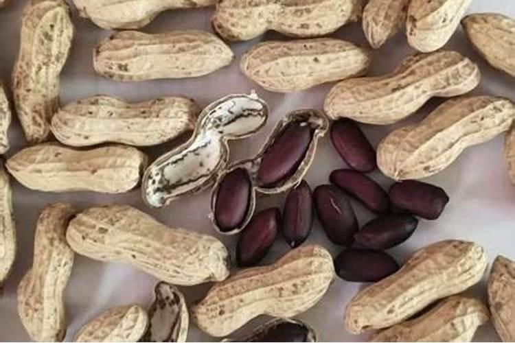 鑫花一号花生种子介绍