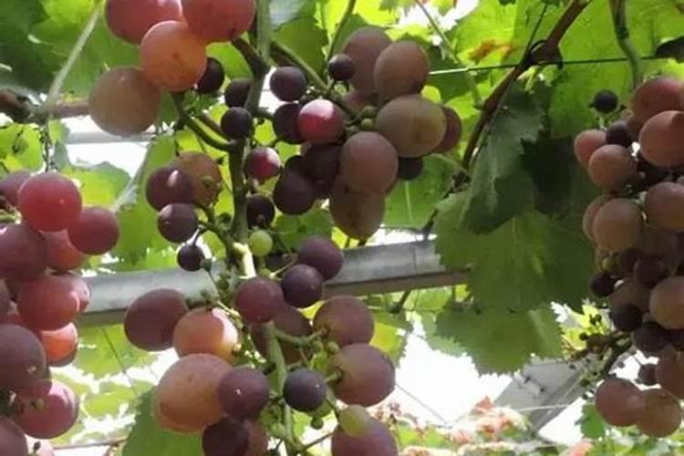 葡萄大小果严重用什么好方法解决