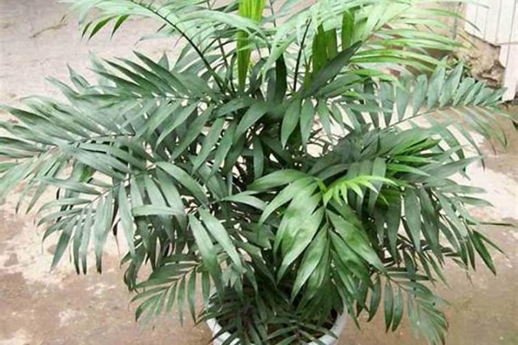 富贵椰子用什么肥料好