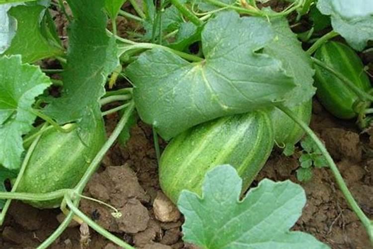 种香瓜用什么肥料最好