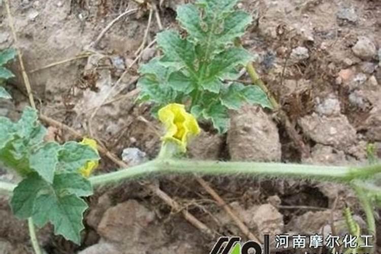 西瓜多久施一次复合肥,施肥时需要注意什么？