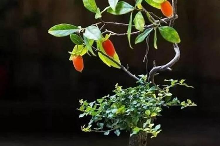 果树缺肥的表现