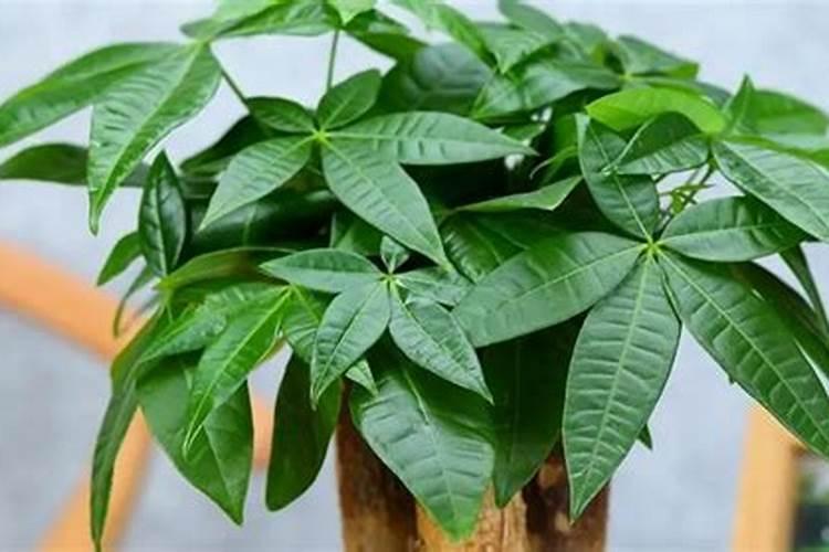 发财树施什么肥料好长得最快最茂盛(浇什么肥可枝叶旺盛)