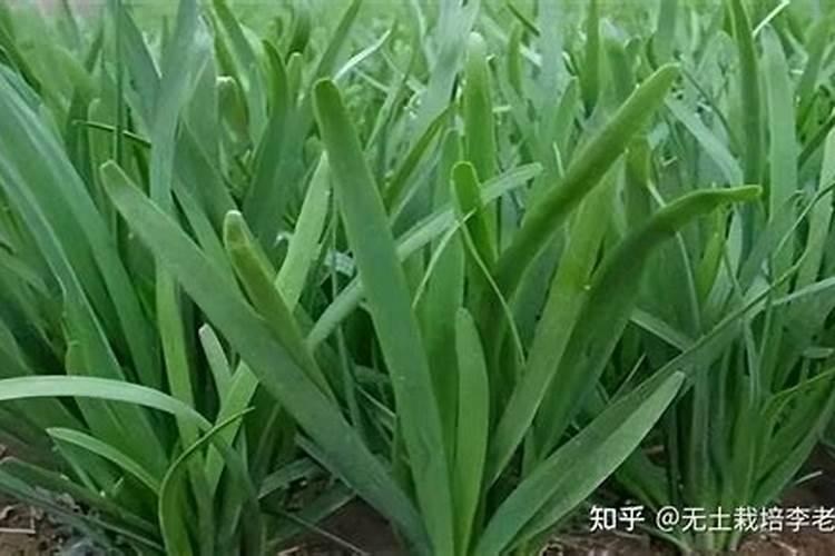 菜枯含钾肥量多？植物缺钾肥可以施菜枯吗？