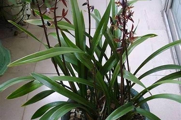 墨兰花开败了以后怎么办？