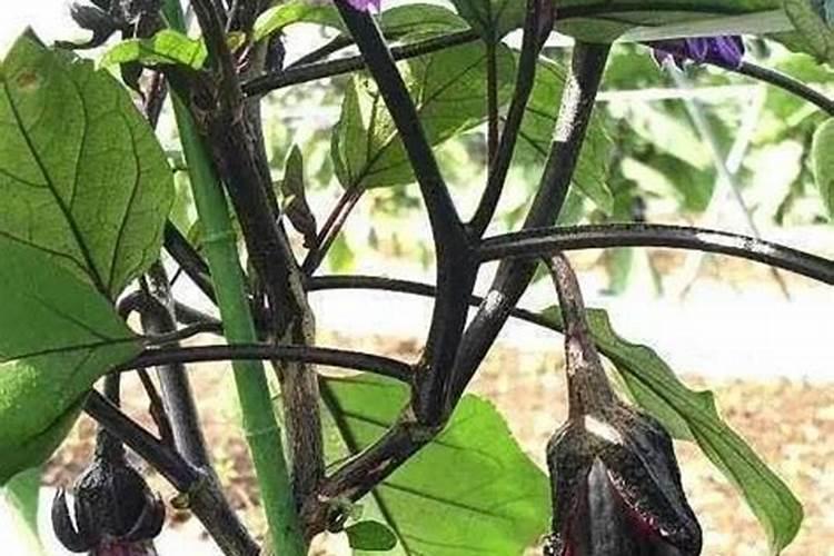 茄子盆摘多久施肥 茄子多久施肥最合适