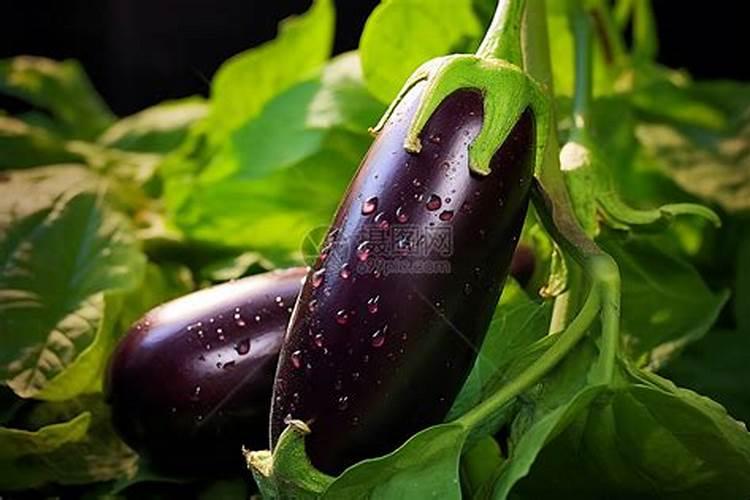 茄子什么情况下需要施加肥料