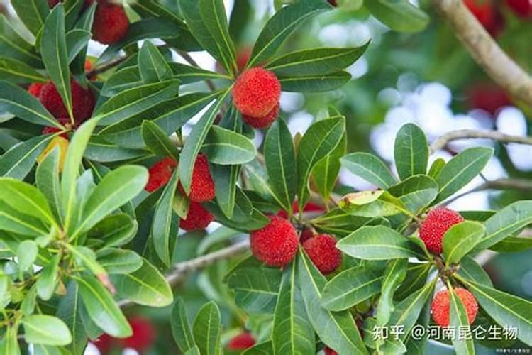 樟州杨梅农后期喷什么药果实变黑亮？