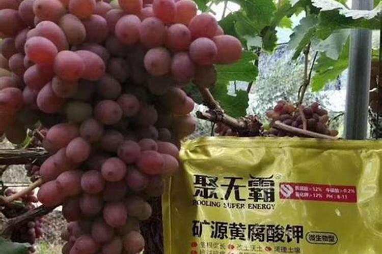 为什么氮肥壮叶磷肥壮茎钾肥壮果