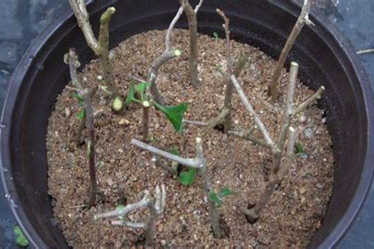 扦插三角梅什么时候可以施肥