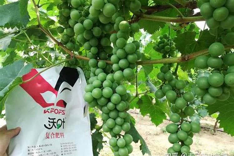 大棚草莓种植多少天可以冲施肥料