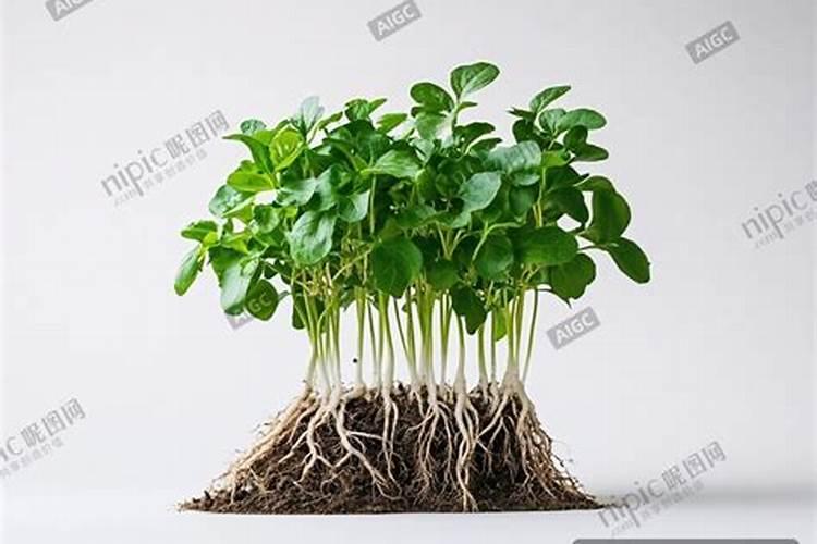 黄豆什么时候追肥合适