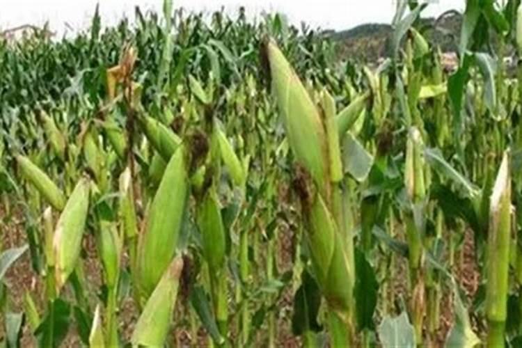 水容肥给果树多久施肥一次