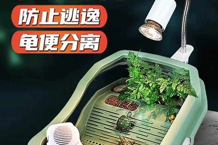 如何养龟背龟背