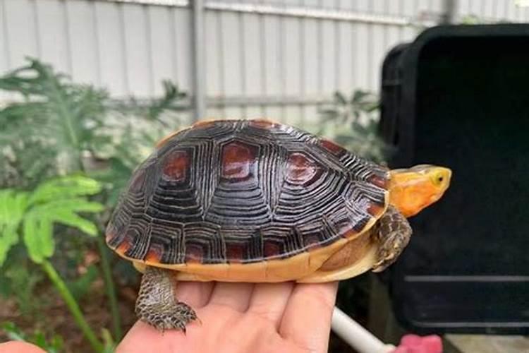 黄花是什么意思