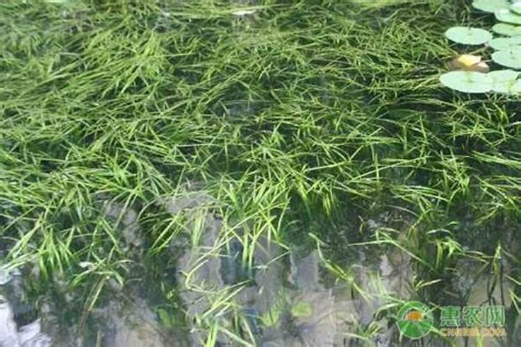 心形草,爱情草怎么种植？