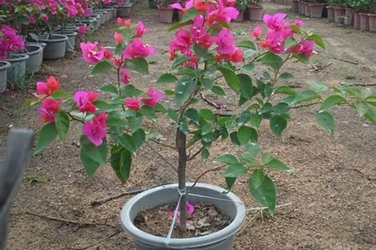 三角梅开花期间怎么施肥？施什么肥？