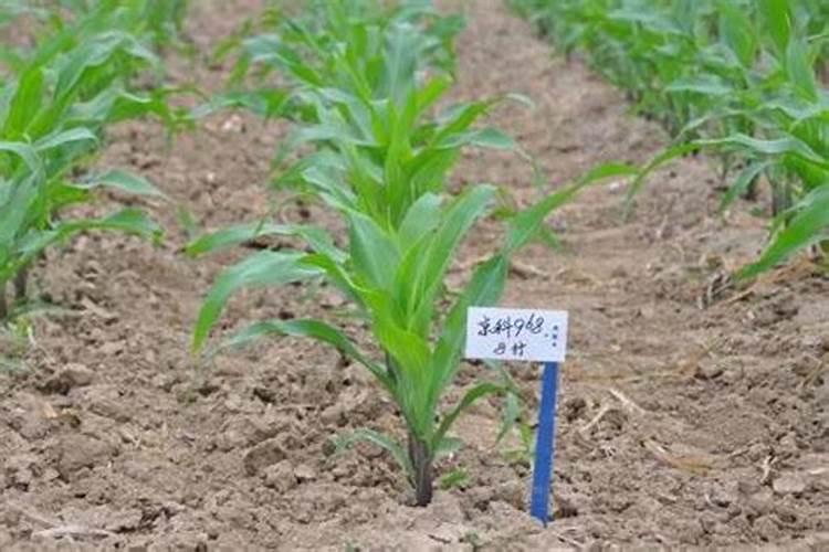 怎样分辨水溶肥好坏