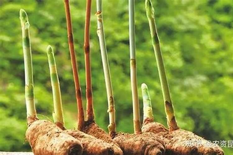 甘蔗施什么肥？