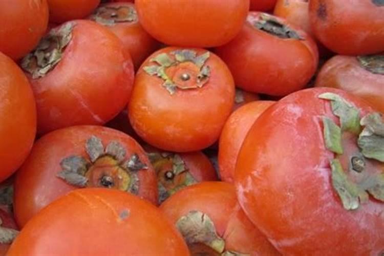 碱地柿子管理方法