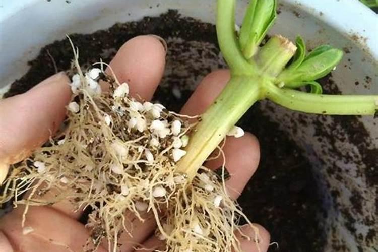 花卉生根用氮肥还是磷肥,花卉施氮肥最好的方法