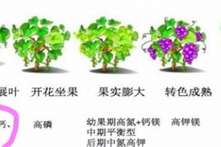桃树硬核期应该施用什么肥料