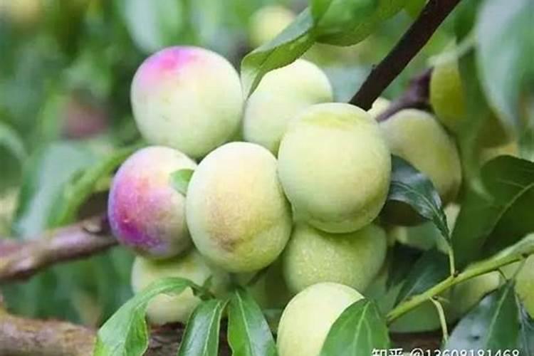 李子花期如何保花保果