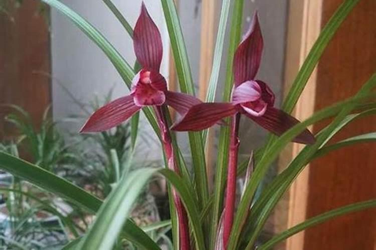 兰花如何施氮肥