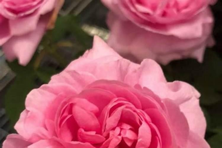 在阳台上面种了一盆月季,怎样才能保证月季常年开花？