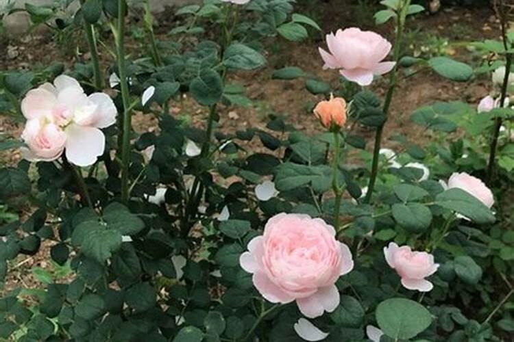 如何给阳台月季施肥？