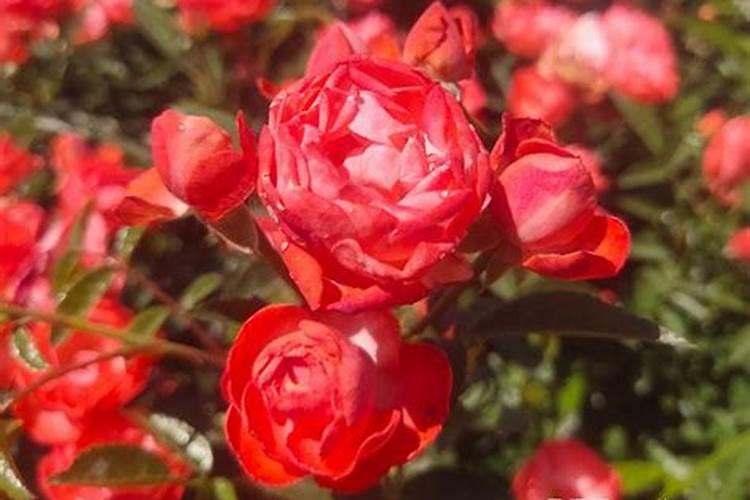 月季花施肥方法怎样给月季花施肥