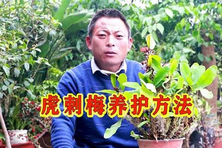 “虎刺梅”没养好“黄叶”别害怕!学会如下“技巧”迅速“爆盆”百度...