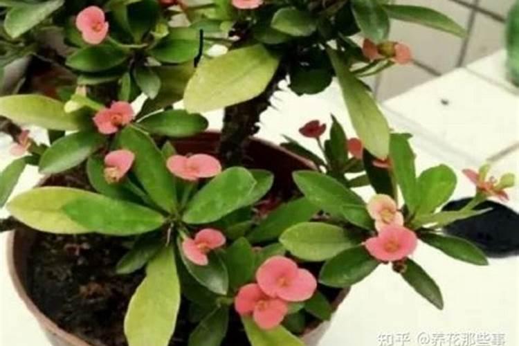 虎刺梅开花期可以施肥吗