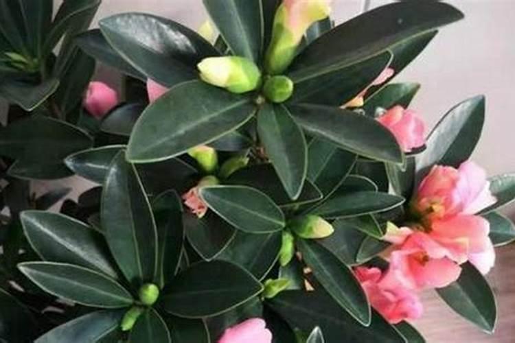 花卉几天施肥一次最好