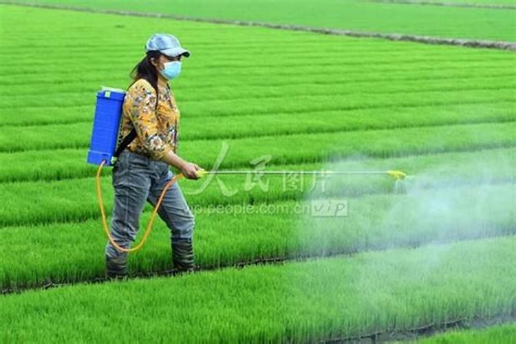 水稻后期灌浆期需要用叶面肥吗？