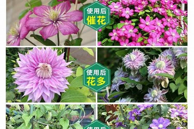 橘子树冬天施什么肥