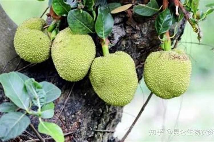 一秒人冬,我的菠萝蜜怎么过冬