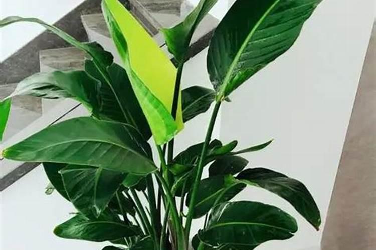 天堂鸟绿植可以使用硫酸亚铁肥吗？