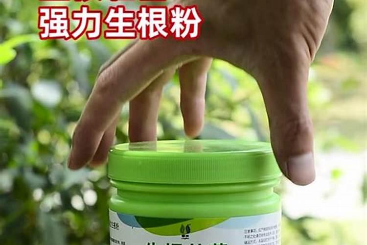 月季花现在都发芽了,而且也长新叶子了,可以施肥吗？