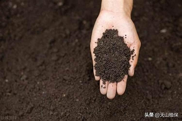 钙肥硼肥锌肥钼肥能一起混用吗？