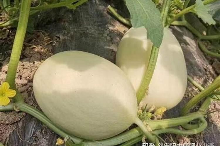 甜瓜最忌三种肥料